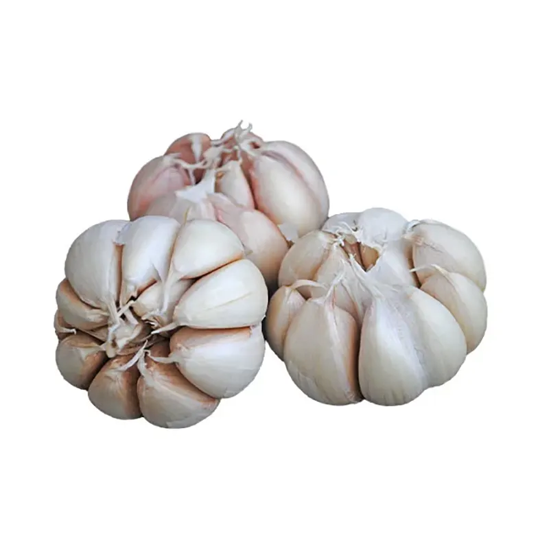 سیر-ممتاز